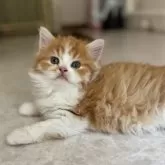 ミヌエット(長足)【福岡県・男の子・2025年4月12日・レッドタビー&ホワイト】の写真3