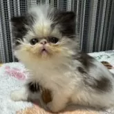 エキゾチックショートヘア【福岡県・男の子・2025年9月5日・ブラック&ホワイト】の写真5