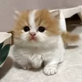 ミヌエット(短足)【福岡県・男の子・2025年8月4日・レッドタビー&ホワイト】の写真3