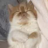 エキゾチックショートヘア【福岡県・男の子・2025年8月28日・レッドタビー&ホワイト】の写真5