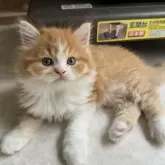 ミヌエット(長足)【福岡県・男の子・2025年4月12日・レッドタビー&ホワイト】の写真6