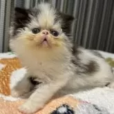 エキゾチックショートヘア【福岡県・男の子・2025年9月5日・ブラック&ホワイト】の写真6