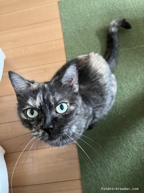 マンチカン【・女の子・2021年8月7日・トーティ】「キレイなグリーンの目です♡」