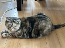 スコティッシュフォールド【・女の子・2021年2月4日・ブラウンパッチドタビー】