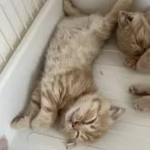 スコティッシュフォールド(折れ耳)【大阪府・女の子・2025年5月12日・レッドマッカレルタビー】の写真9