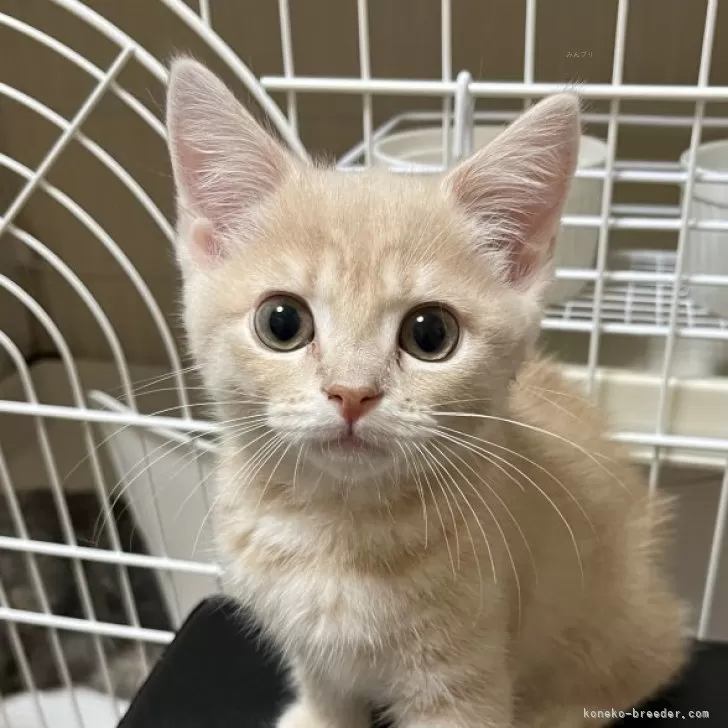 ID：2507-00901の子猫