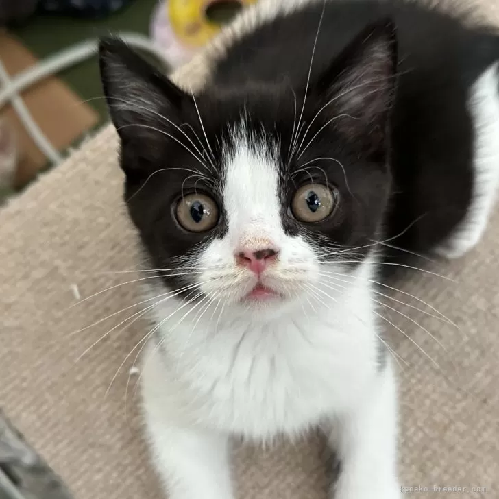 ID:2506-01995の子猫