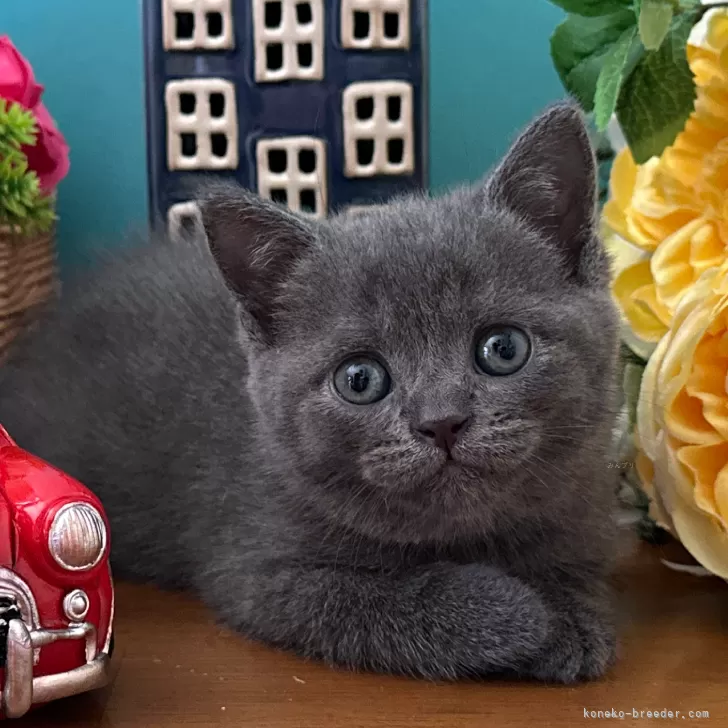 ID:2508-02033の子猫