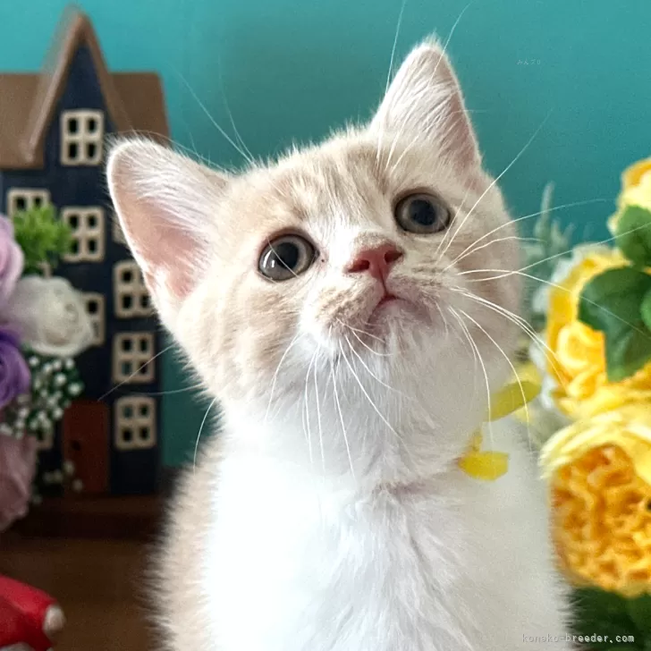 ID：2506-01982の子猫