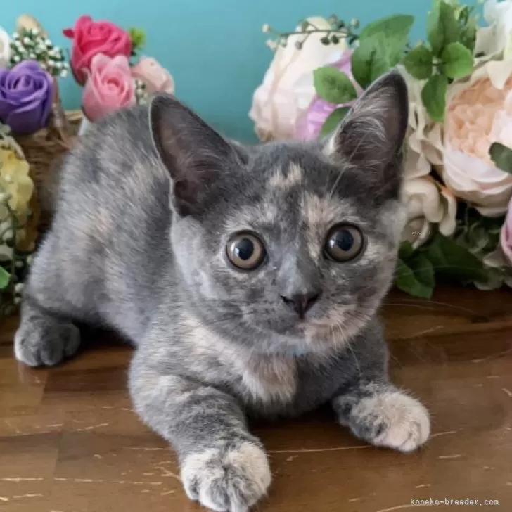 ID:2508-01981の子猫
