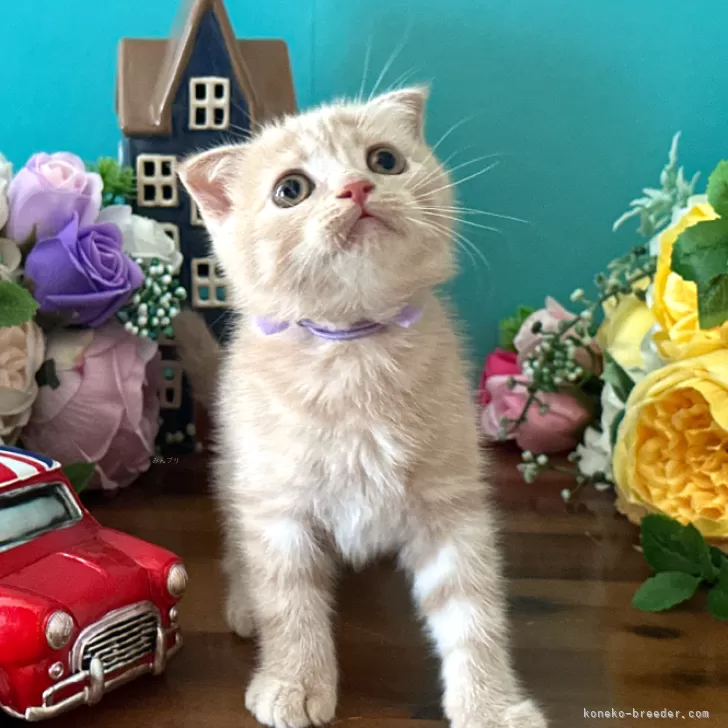 ID：2506-01988の子猫