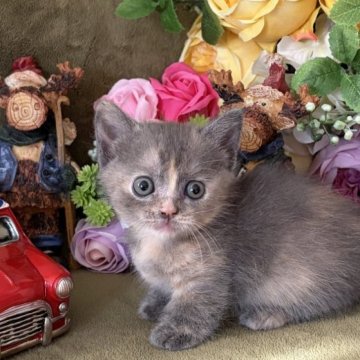 マンチカン(短足)【大阪府・女の子・2025年11月10日・ブルークリーム】の写真「しっぽの先が白いのがチャームポイントで可愛い♡」