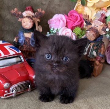 マンチカン(短足)【大阪府・男の子・2025年11月10日・ブラック】の写真「丸い顔に短い足が可愛い男の子です♡」