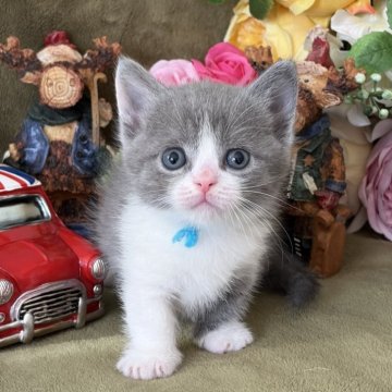 マンチカン(短足)【大阪府・男の子・2025年11月10日・ブルーアンドホワイト】の写真「ブルーとホワイトのバイカラーがめっちゃ可愛い♡」