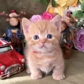 マンチカン(短足)