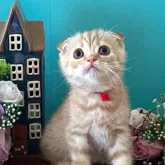 スコティッシュフォールド(折れ耳)【大阪府・女の子・2025年5月12日・レッドマッカレルタビー】の写真1「明るめのレッドタビーの可愛い女の子です♡まん丸おめめが可愛いんです💕」