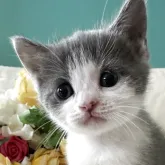 ブリティッシュショートヘア