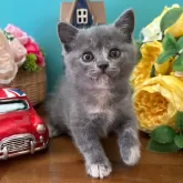 ブリティッシュショートヘア