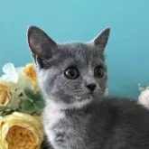 ブリティッシュショートヘア