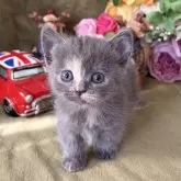 マンチカン(短足)