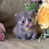 マンチカン(短足)