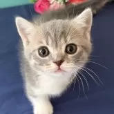 マンチカン(短足)