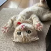 スコティッシュフォールド(折れ耳)【大阪府・女の子・2025年5月12日・レッドマッカレルタビー】の写真11