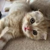 スコティッシュフォールド(折れ耳)【大阪府・女の子・2025年5月12日・レッドマッカレルタビー】の写真14