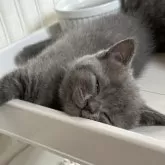 ブリティッシュショートヘア【大阪府・男の子・2025年7月4日・ブルー】の写真9