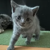 ブリティッシュショートヘア【大阪府・男の子・2025年7月4日・ブルー】の写真8