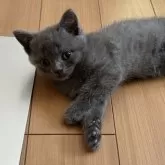 ブリティッシュショートヘア【大阪府・男の子・2025年7月4日・ブルー】の写真7