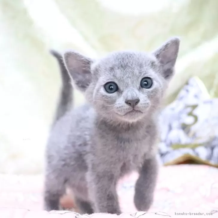 ID:2312-02634の子猫