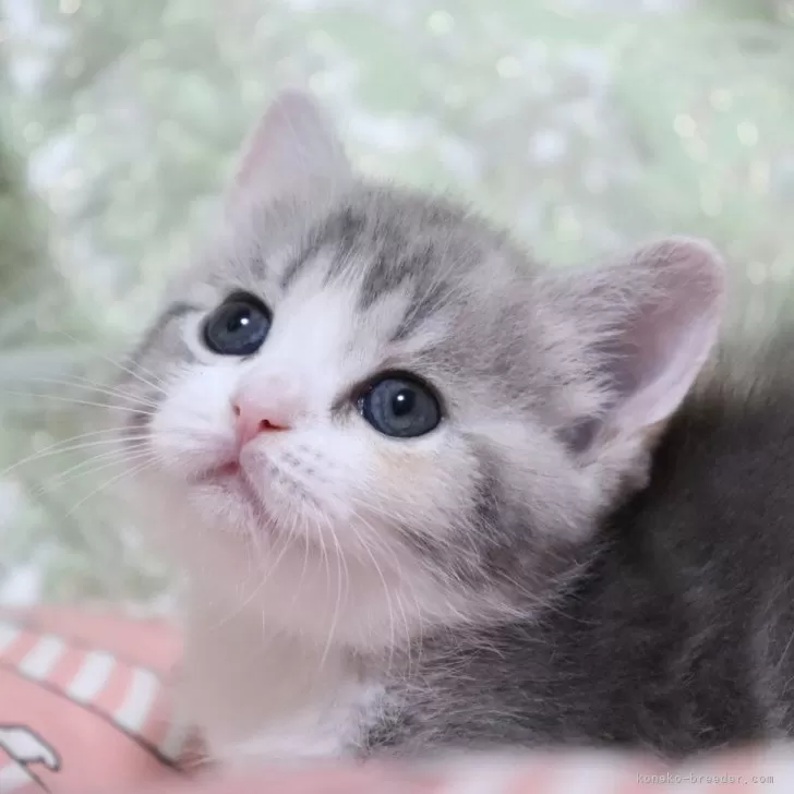 ID:2405-00531の子猫