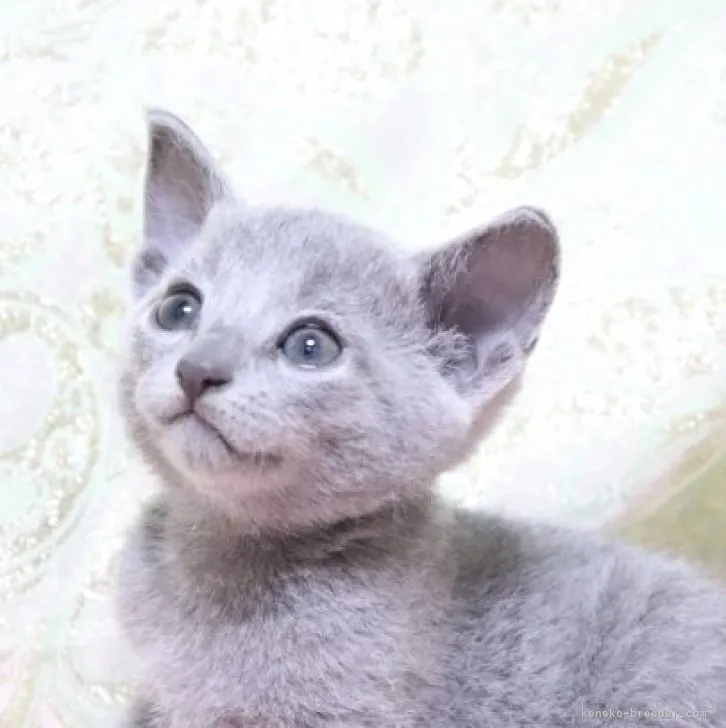 ID：2308-00731の子猫