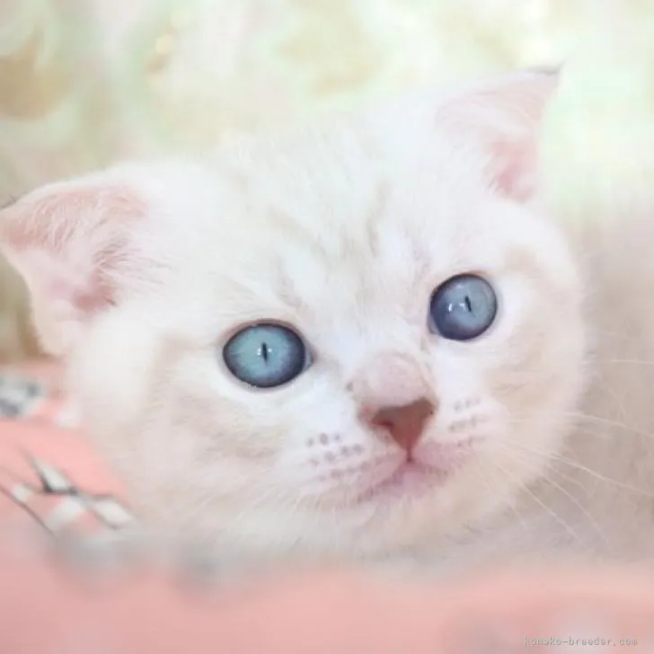 ID：2212-01305の子猫