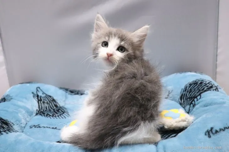 ID：2004-02135の子猫