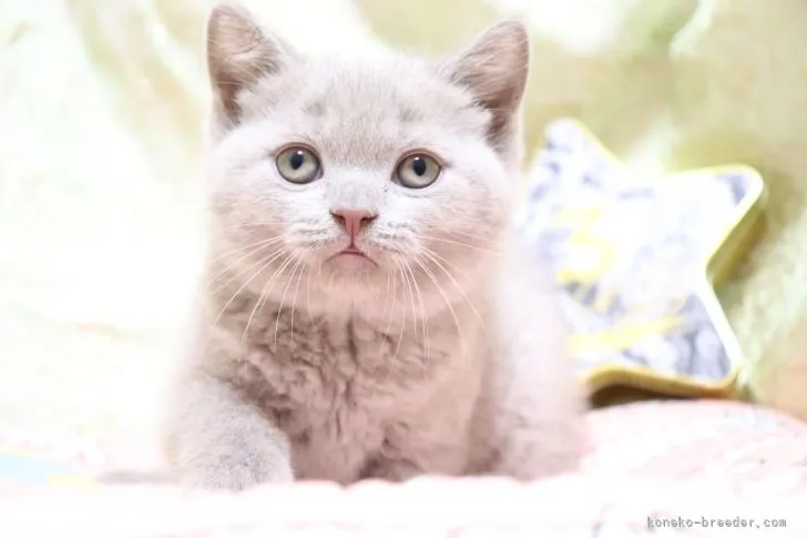 ID：2205-02287の子猫