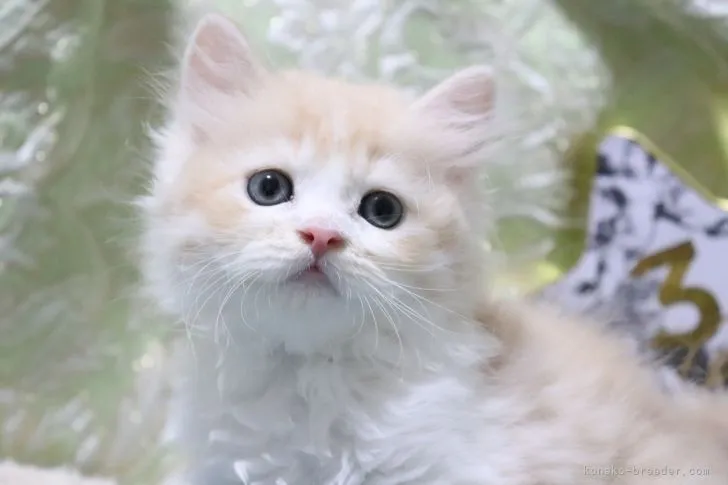 ID：2109-00042の子猫