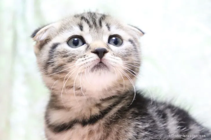 ID:2205-02472の子猫