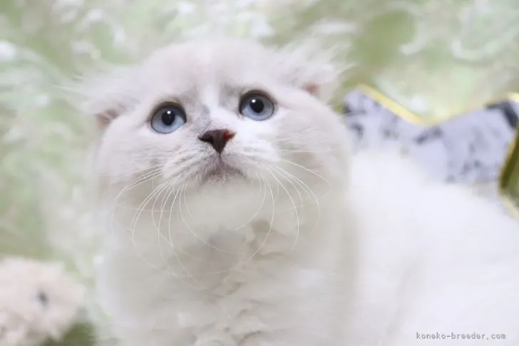 ID：2106-01066の子猫