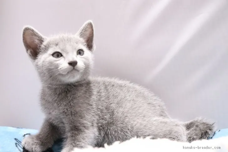 ID：2005-00619の子猫