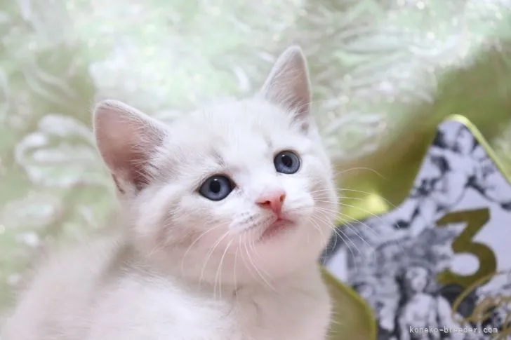 ID：2204-02779の子猫