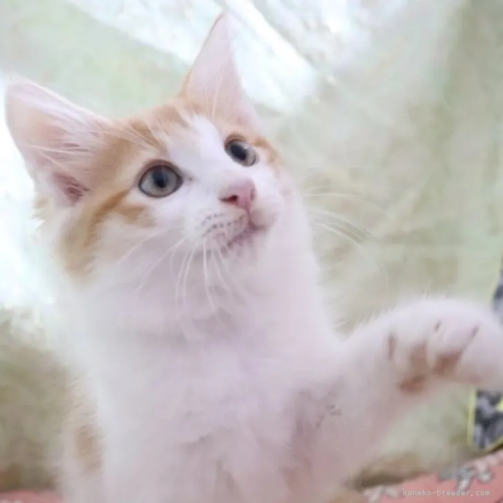 ID:2310-01251の子猫