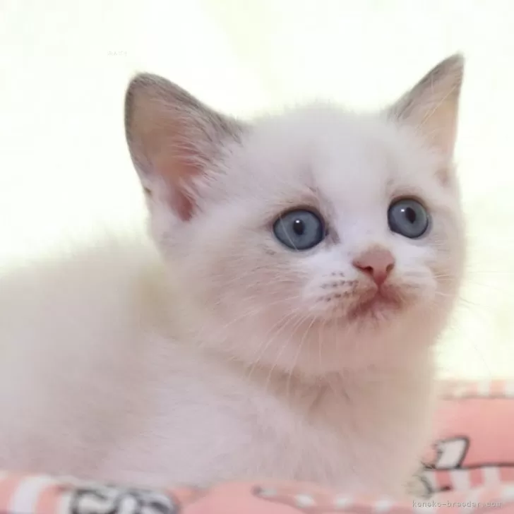 ID:2410-00075の子猫