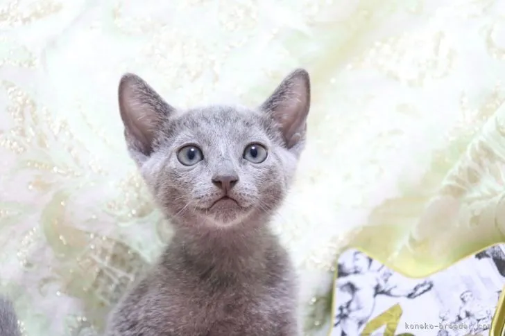 ID：2205-02464の子猫