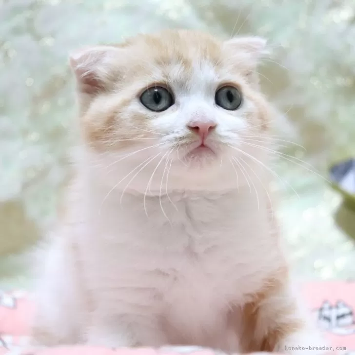 ID:2312-02012の子猫