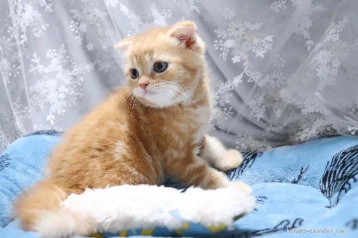 ID:2004-01600の子猫