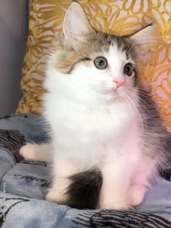 ID：1906-01966の子猫