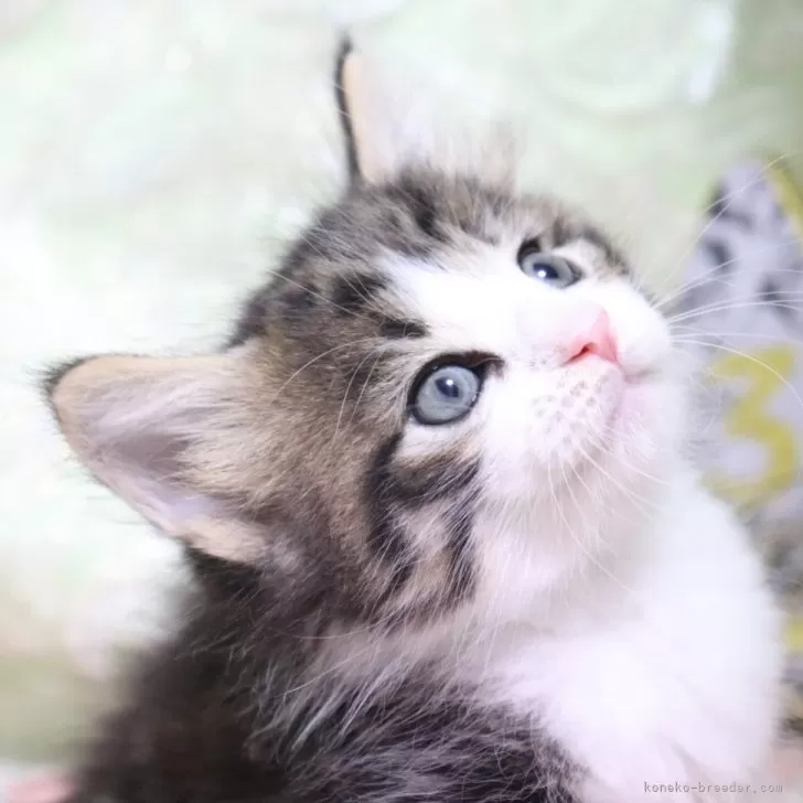 ID:2406-03524の子猫