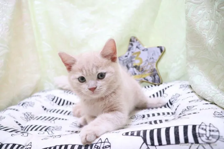 ID：2011-00163の子猫